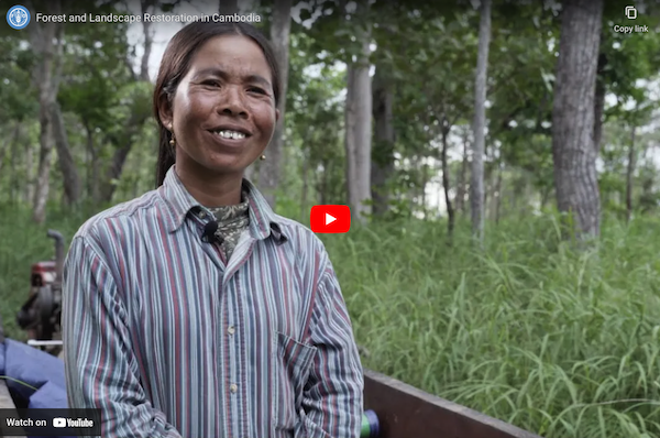 Forest restoration in Cambodia