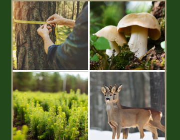 Powering the Future with Forests: A Roadmap to a Circular Bioeconomy