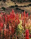 What is quinoa?